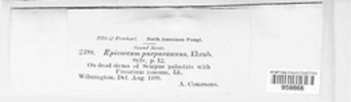 Epicoccum nigrum image